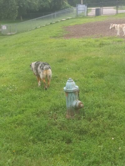 Cedar Falls Paw Park - Cedar Falls, IA