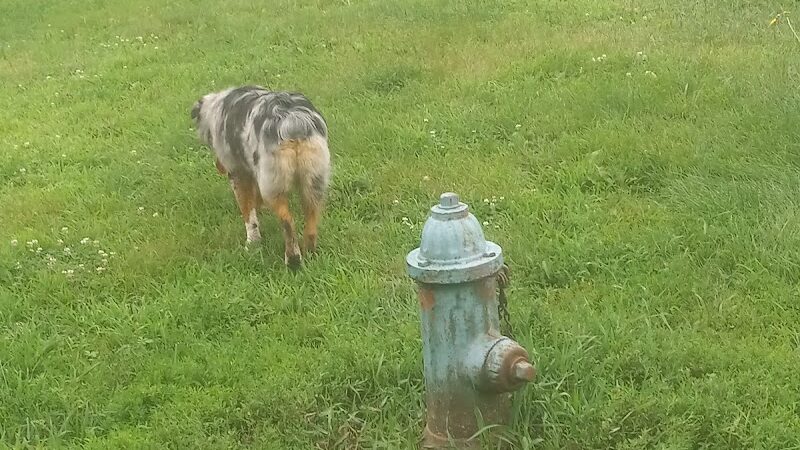 Cedar Falls Paw Park - Cedar Falls, IA