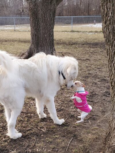 Cedar Falls Paw Park - Cedar Falls, IA