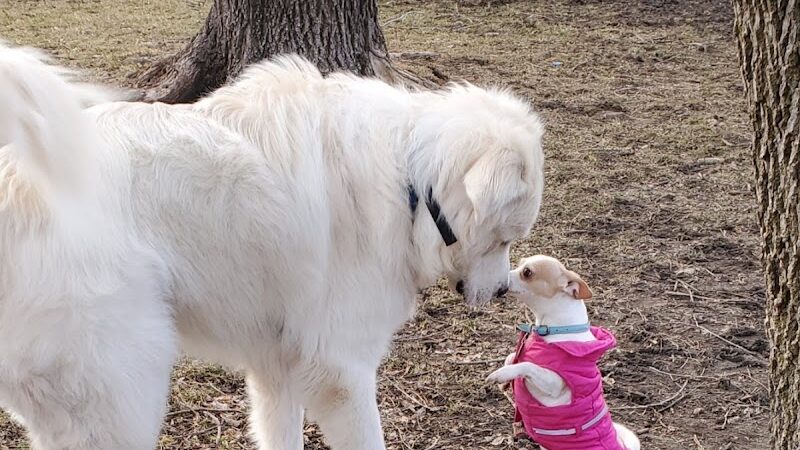 Cedar Falls Paw Park - Cedar Falls, IA