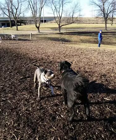 Cedar Falls Paw Park - Cedar Falls, IA