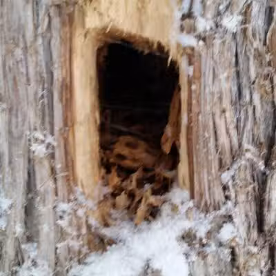 Solon Township Park - Cedar,