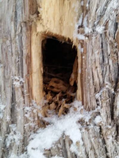 Solon Township Park - Cedar,