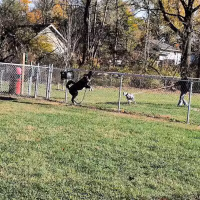 Cedar Springs Dog Park (in Riggle Park) - Cedar Springs, MI