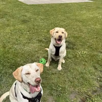 Cedar Springs Dog Park (in Riggle Park) - Cedar Springs, MI