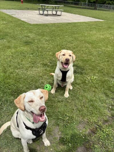 Cedar Springs Dog Park (in Riggle Park) - Cedar Springs, MI