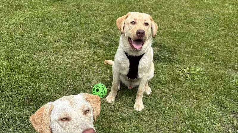 Cedar Springs Dog Park (in Riggle Park) - Cedar Springs, MI