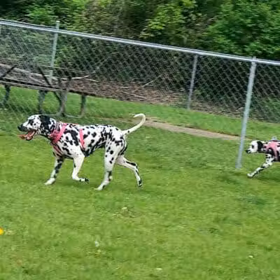 Cedar Springs Dog Park (in Riggle Park) - Cedar Springs, MI