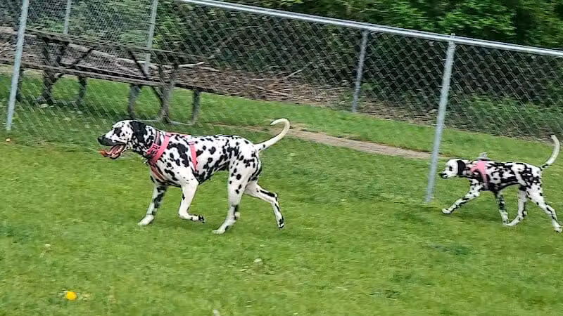 Cedar Springs Dog Park (in Riggle Park) - Cedar Springs, MI