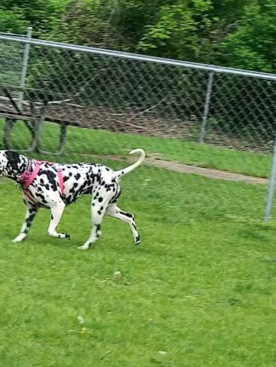 Cedar Springs Dog Park (in Riggle Park) - Cedar Springs, MI