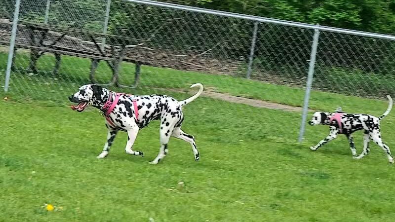 Cedar Springs Dog Park (in Riggle Park) - Cedar Springs, MI