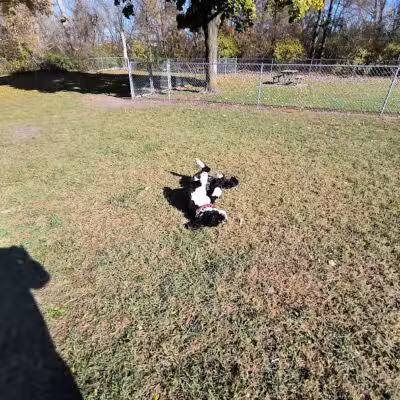 Cedar Springs Dog Park (in Riggle Park) - Cedar Springs, MI