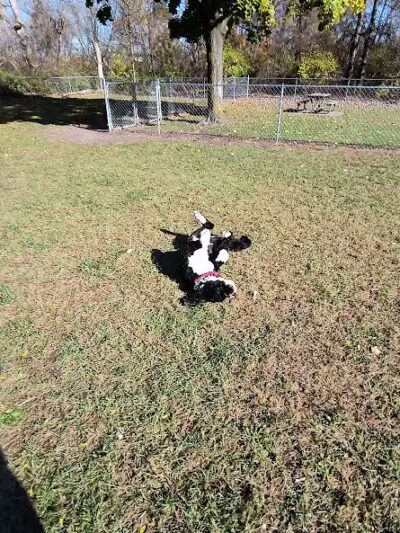 Cedar Springs Dog Park (in Riggle Park) - Cedar Springs, MI