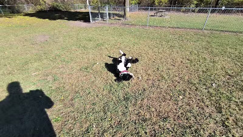 Cedar Springs Dog Park (in Riggle Park) - Cedar Springs, MI
