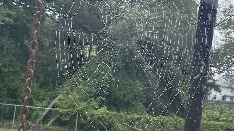 Cedar Springs Dog Park (in Riggle Park) - Cedar Springs, MI