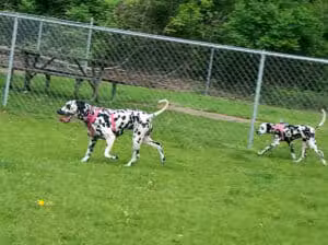 Cedar Springs Dog Park (in Riggle Park) - Cedar Springs, MI