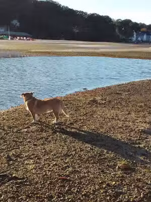 Fleets Cove Beach Park - Centerport, NY