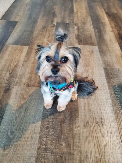 Dog Life Salon - Centerville, GA