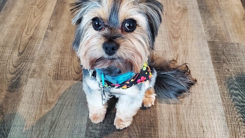 Dog Life Salon - Centerville, GA