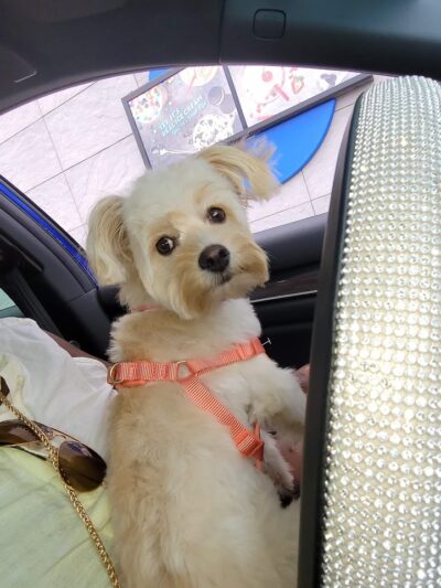 Dog Life Salon - Centerville, GA