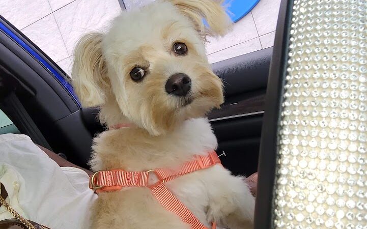 Dog Life Salon - Centerville, GA