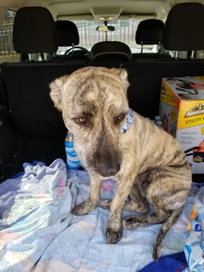 Dog Life Salon - Centerville, GA