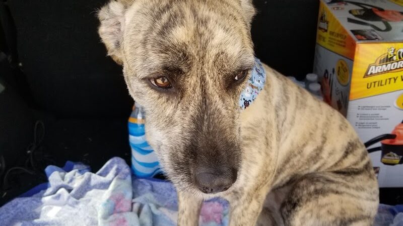 Dog Life Salon - Centerville, GA