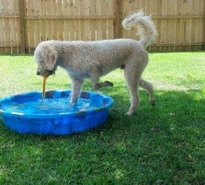 Dog Life Salon - Centerville, GA