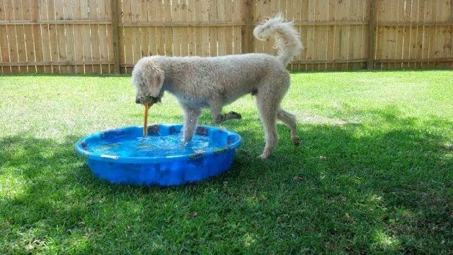 Dog Life Salon - Centerville, GA