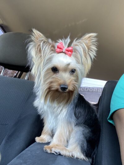 Dog Life Salon - Centerville, GA