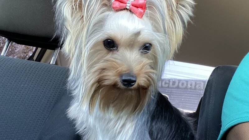 Dog Life Salon - Centerville, GA