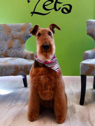 Dog Life Salon - Centerville, GA