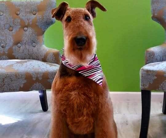 Dog Life Salon - Centerville, GA