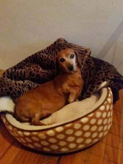 Dog Life Salon - Centerville, GA