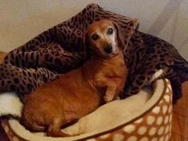 Dog Life Salon - Centerville, GA