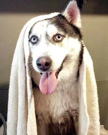 Dog Life Salon - Centerville, GA