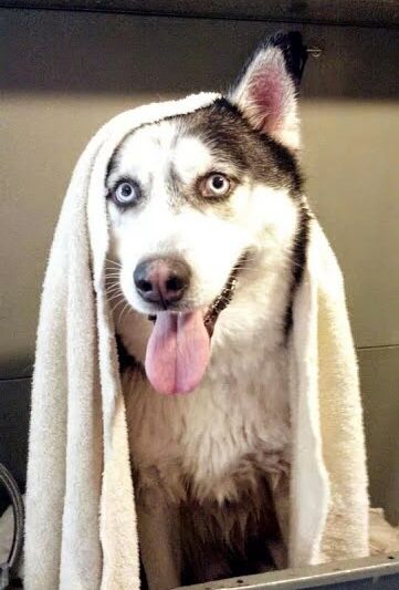 Dog Life Salon - Centerville, GA