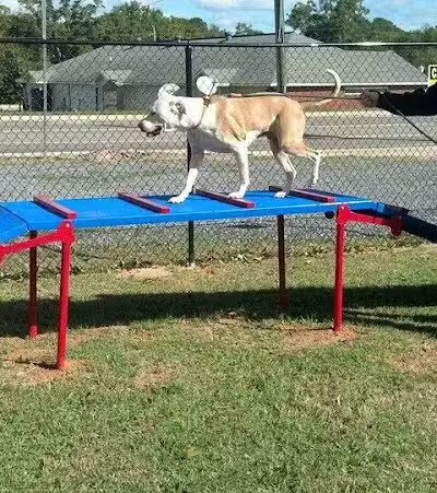 Dog Life Salon - Centerville, GA