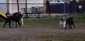 Central Falls Dog Park - Central Falls, RI