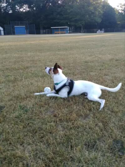 Adam's Park - Centreville,