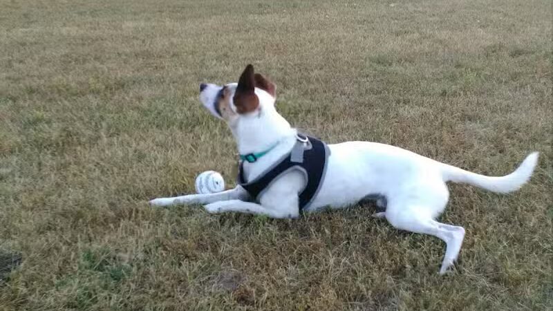 Adam's Park - Centreville,