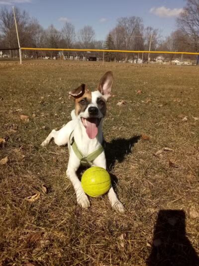 Adam's Park - Centreville,