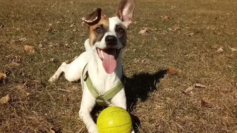 Adam's Park - Centreville,