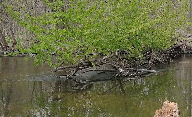 Adam's Park - Centreville,