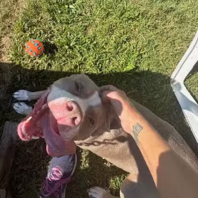 Cumberland Valley Animal Shelter - Chambersburg, PA