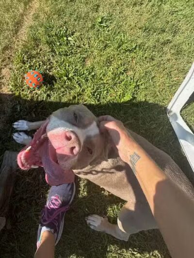 Cumberland Valley Animal Shelter - Chambersburg, PA