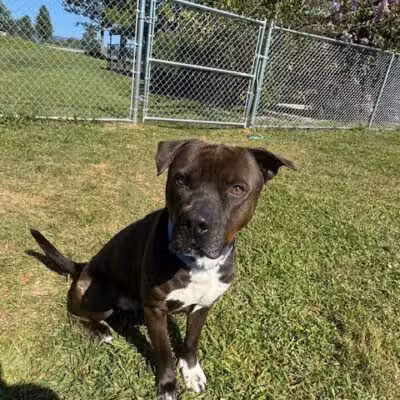 Cumberland Valley Animal Shelter - Chambersburg, PA