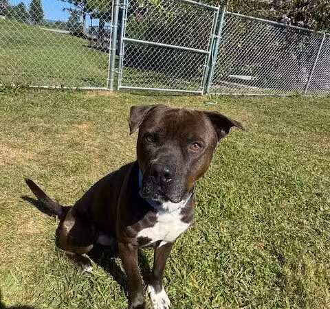 Cumberland Valley Animal Shelter - Chambersburg, PA