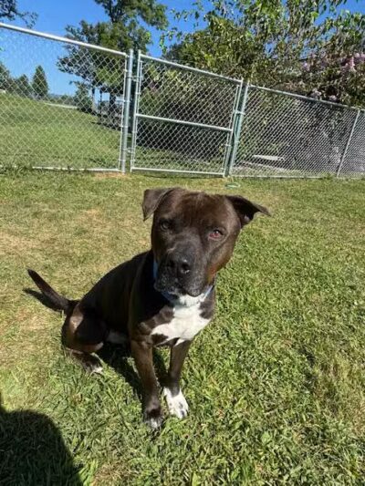 Cumberland Valley Animal Shelter - Chambersburg, PA