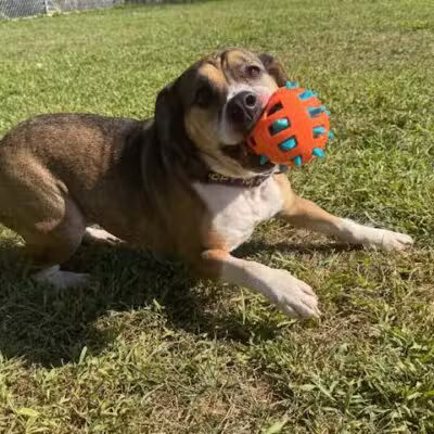 Cumberland Valley Animal Shelter - Chambersburg, PA